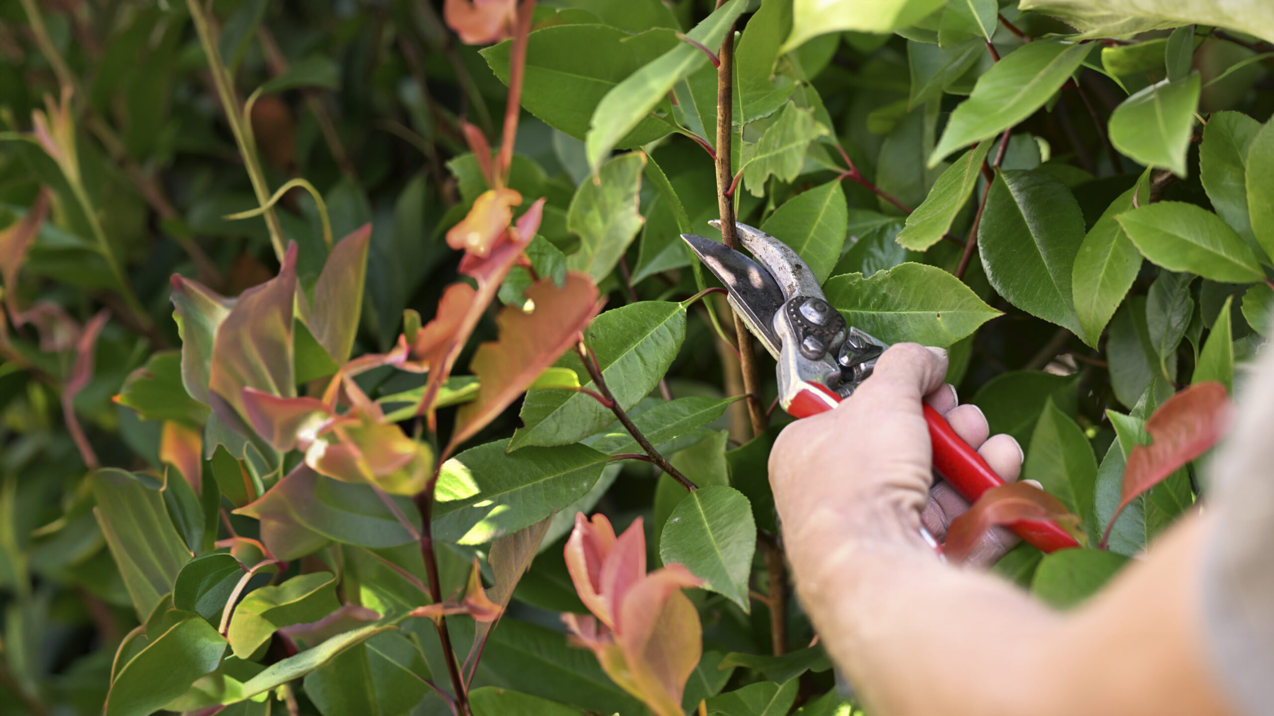 Gartenbauer schneidet Busch mit einer kleinen Heckenschere